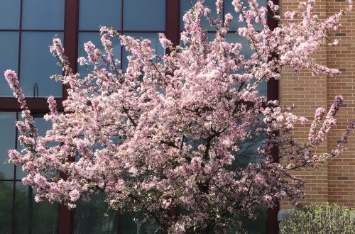 On Pain and Cherry Blossoms